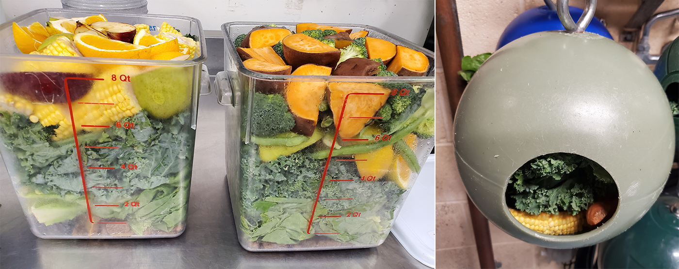 Siamang diet (greens, vegetables and fruits) in clear bins and placed inside a boomer ball toy.