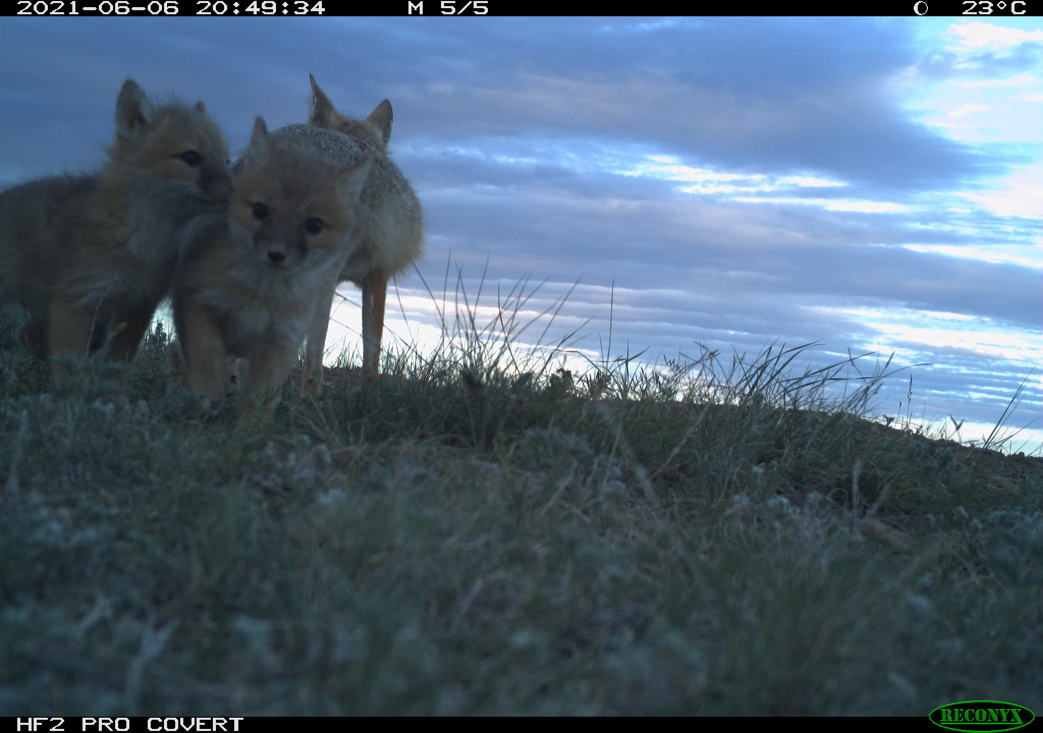 Two swift fox pups huddled together and an adult fox standing nearby at dusk on the prairie
