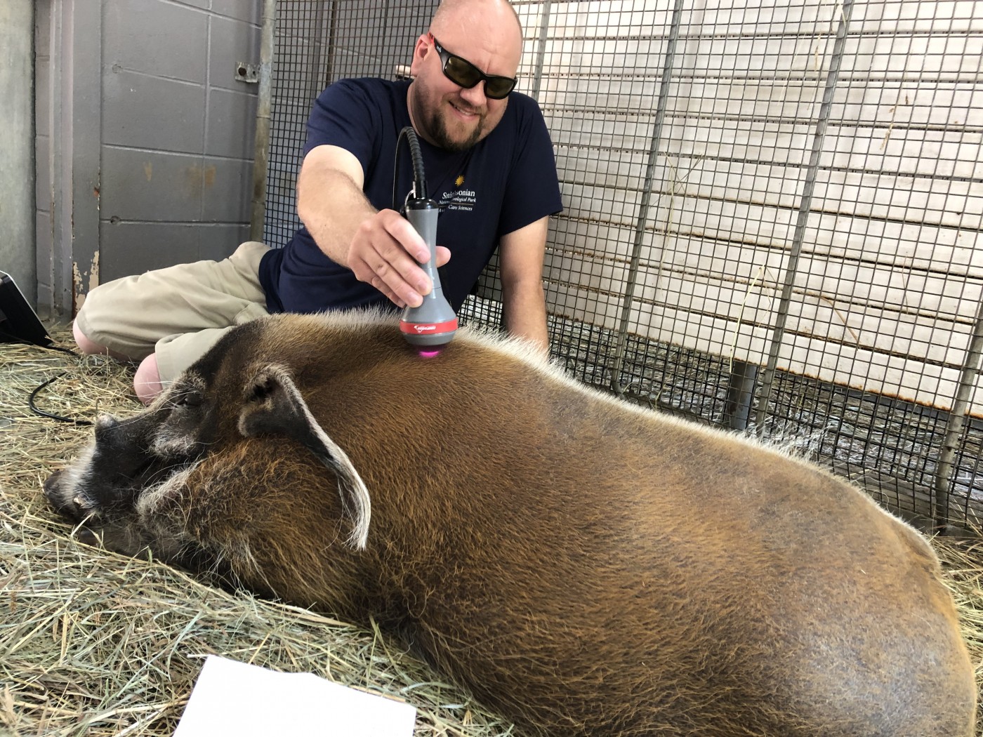 David Olsen administers photobiomodulation therapy treatment to Roscoe, a geriatric red river hog who formerly lived at the Africa Trail exhibit.