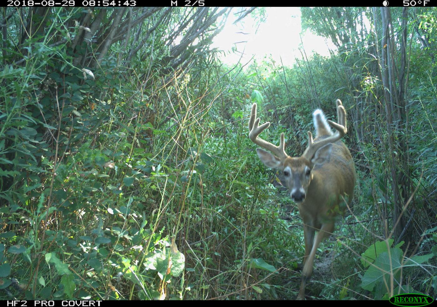A camera trap photo of a white-tailed deer with large antlers walking through tall grasses and shrubs