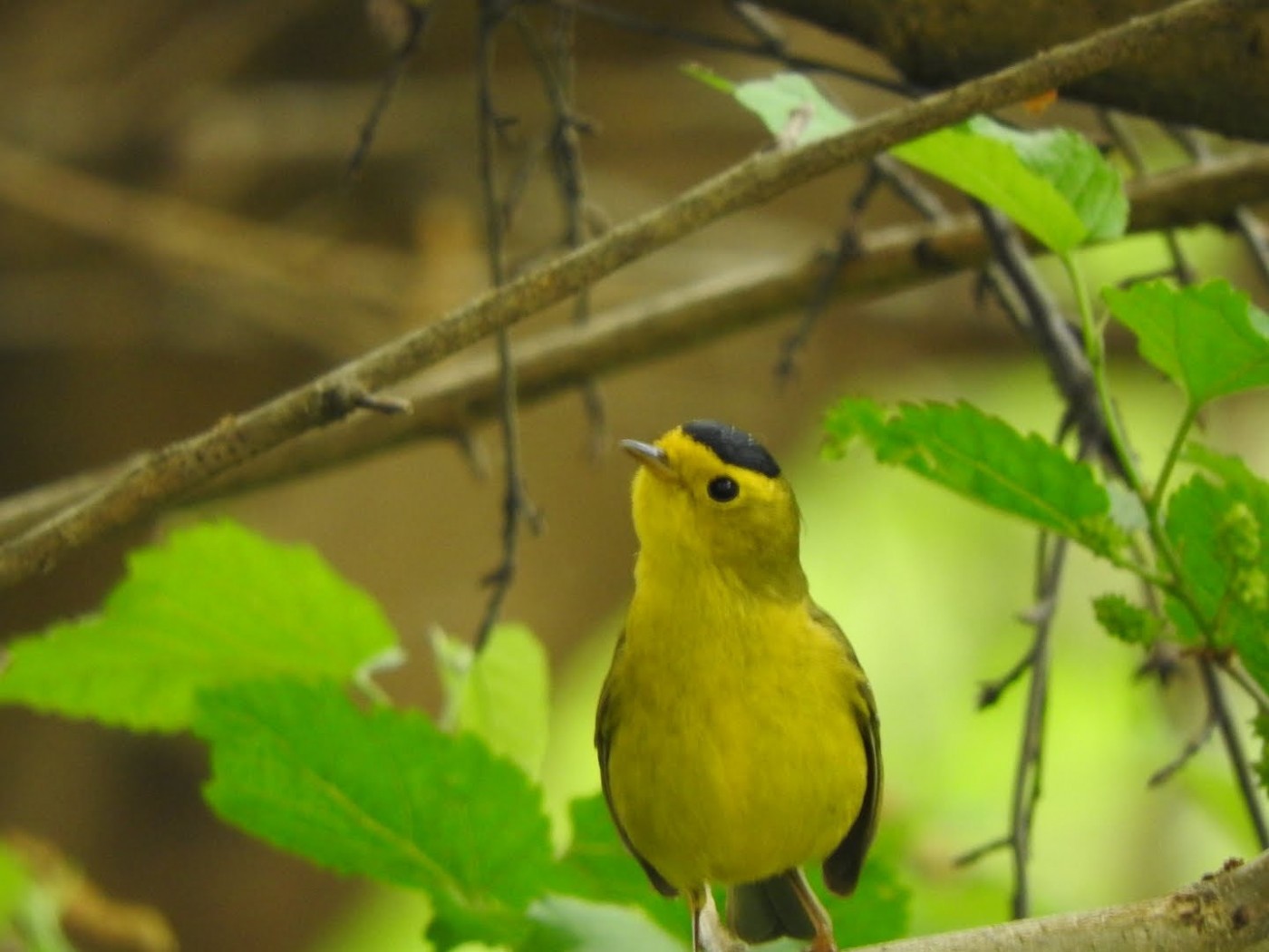 a small bird standing on a branch in a tree with leaves