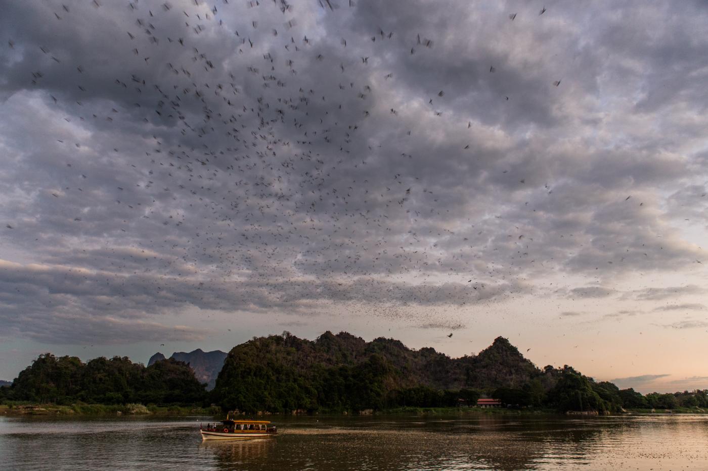 A flock of wrinkle-lipped bats flys over Thanlyin River near Linno Cave in the Hpa An region of Myanmar