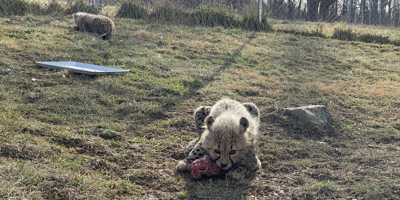 Two cheetah cubs lay in an outdoor yard with horse bones. The cub in the foreground (named Enzi) faces the camera, while the cub in the background (Ziad) faces away from the camera and toward a fence.