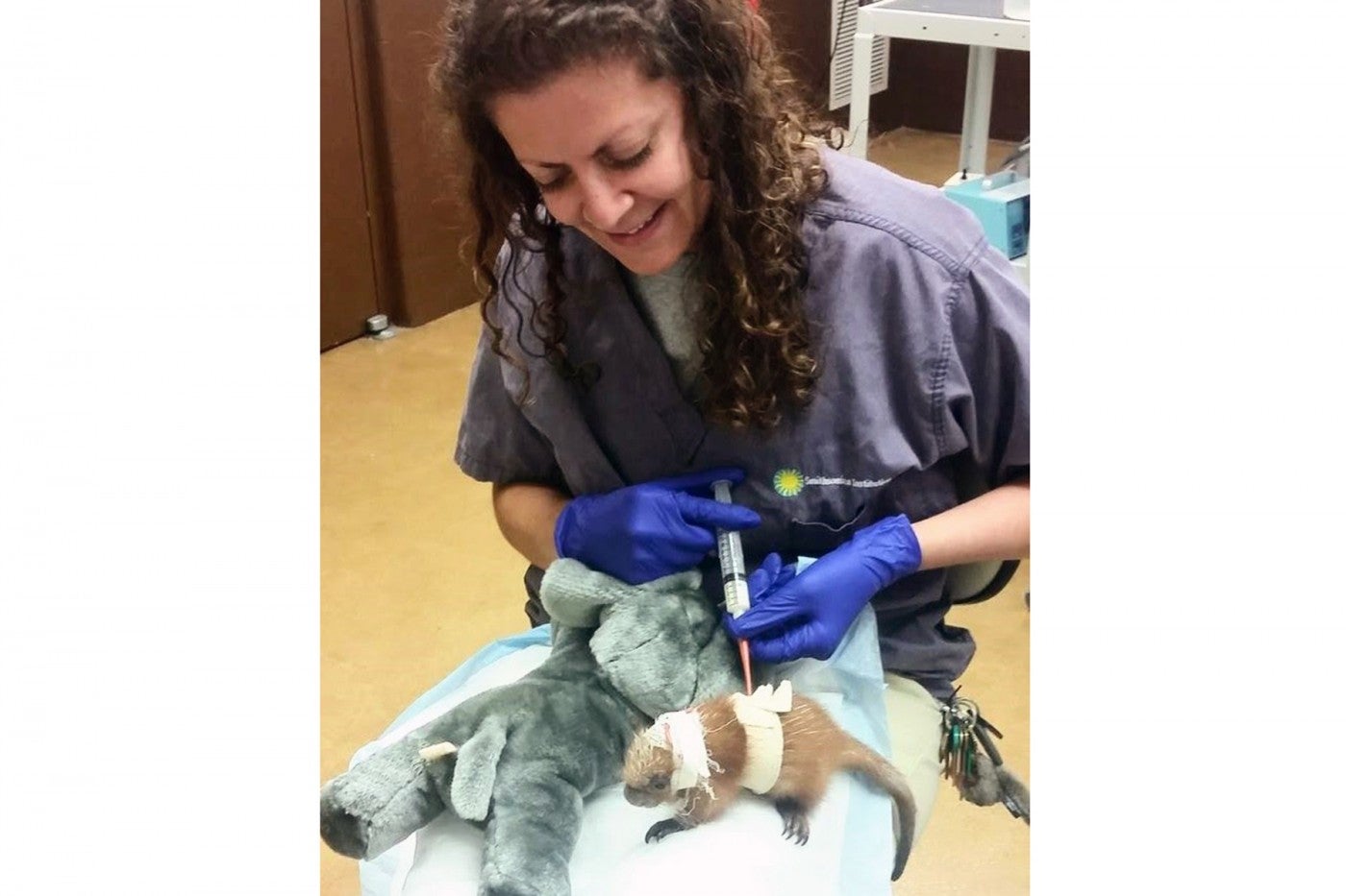 Jessica Sosa performs a blood draw on a prehensile-tailed porcupette at the veterinary hospital.