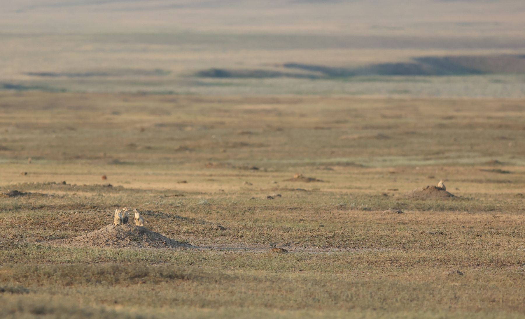 A prairie dog town with short grasses and prairie dogs standing on mounds outside the entrances to their burrows