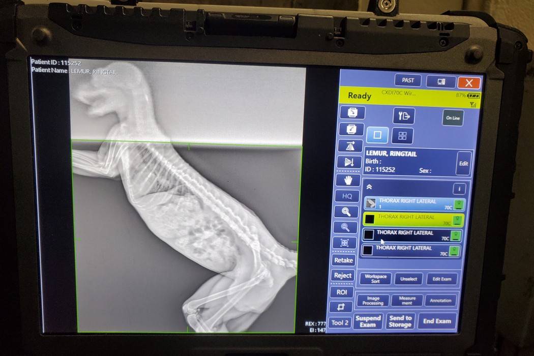 Ring-tailed lemur Birch's radiograph. 