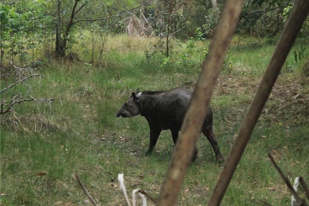 Photo of a tapir walking in a forest. A tapir is a medium sized mammal with dark fur that walks on all fours.
