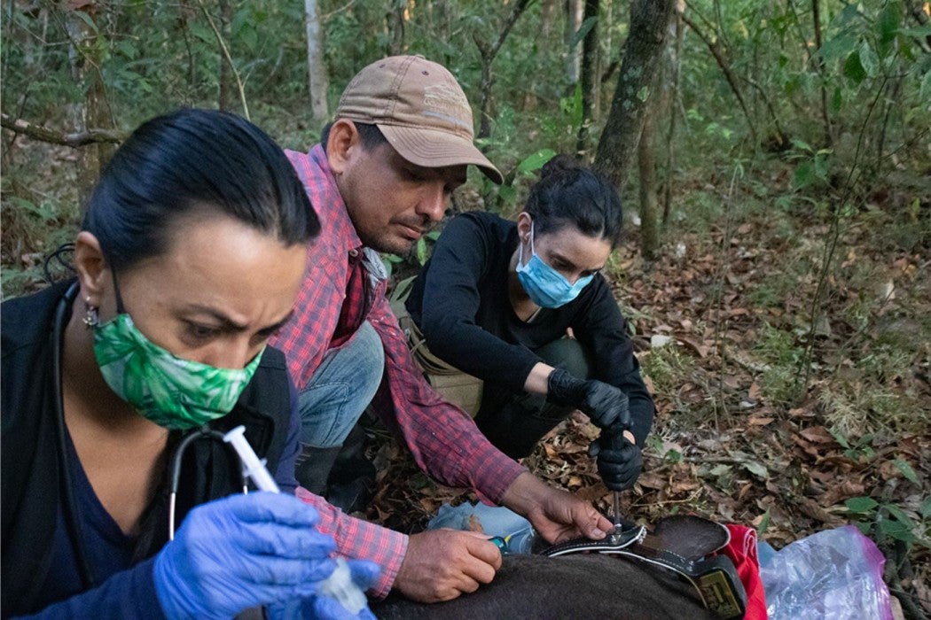 Photo of two women and a man crouching in a forest beside a sleeping tapir.