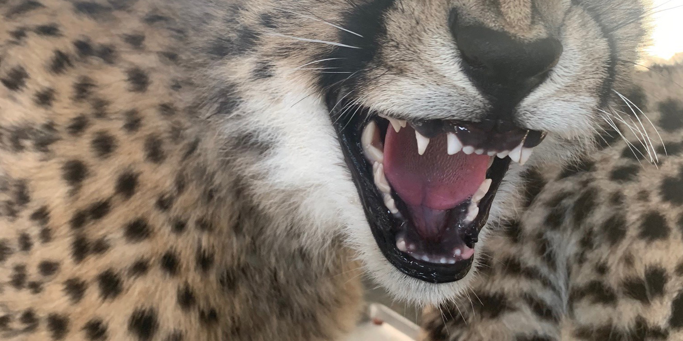 Dec. 21, 2020: Cheetah Cub shows its bottom canine teeth erupting