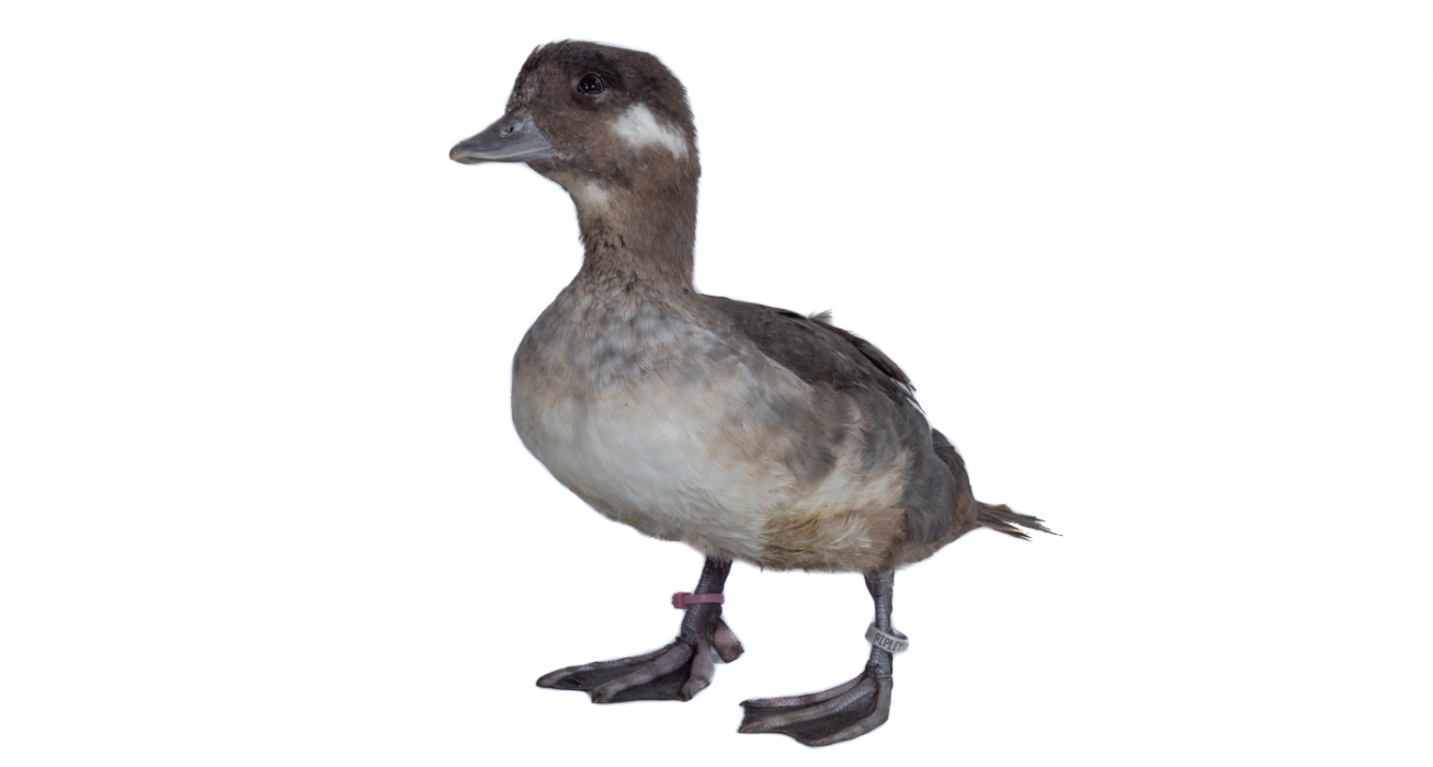 A female bufflehead stands on a white backdrop, facing slightly toward the left.