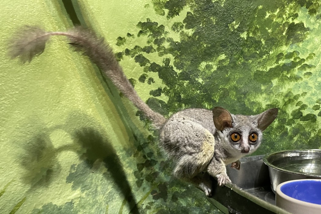 Southern lesser galago Damara balances on the edge of his food pan. There is a shave mark toward the end of his tell that helps keepers identify him.