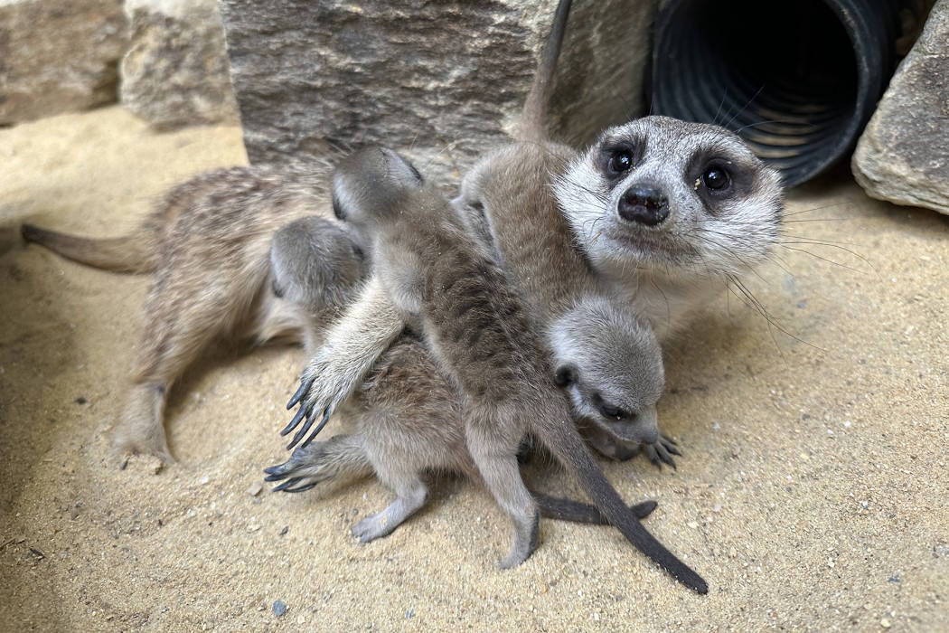 Meerkat pups pile on top of their father, Frankie.