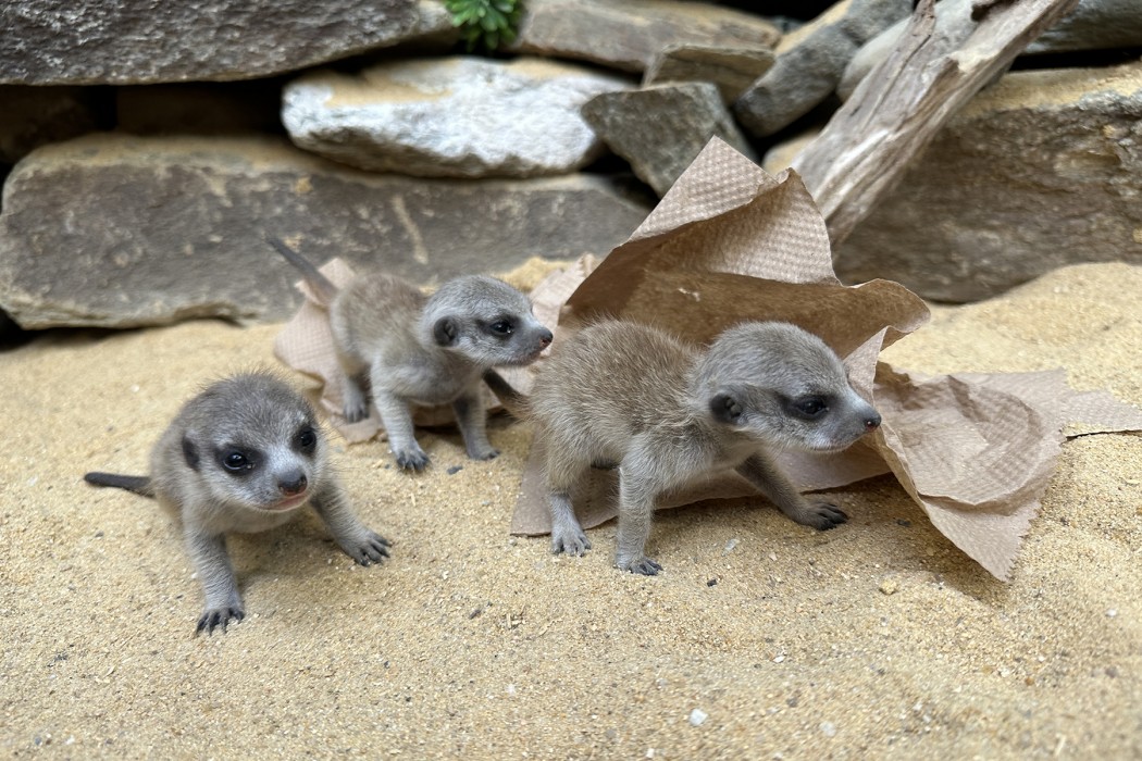 Meerkat pups on the sand. 