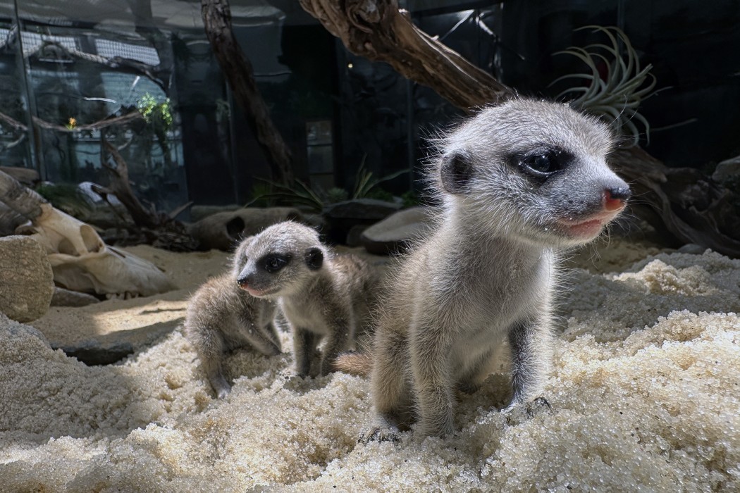 Three meerkat pups walk through the sand in their enclosure. 