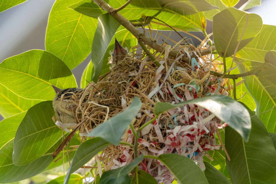 Orchard oriole chicks in the Bird House's bird friendly coffee farm on June 15, 2023.