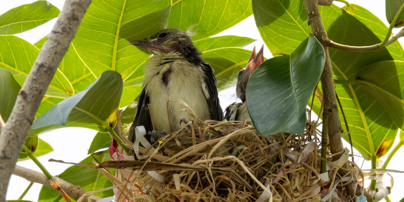 Several recently hatched orchard orioles sitting in their nest.