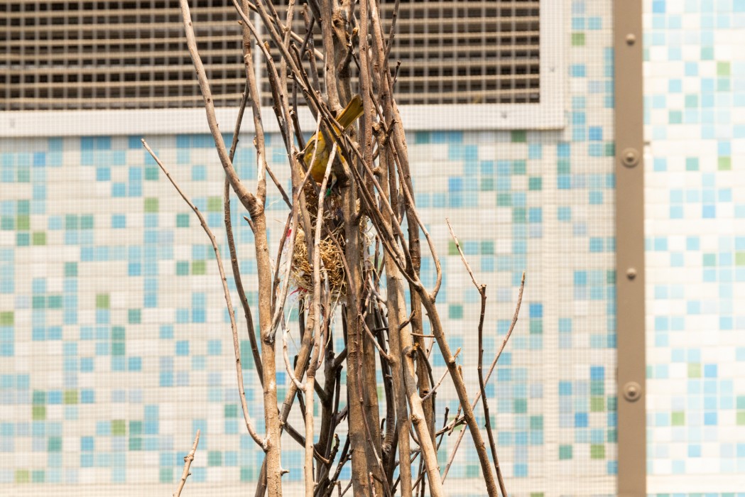 A Baltimore oriole checks on the chicks in its nest on June 15, 2023. 