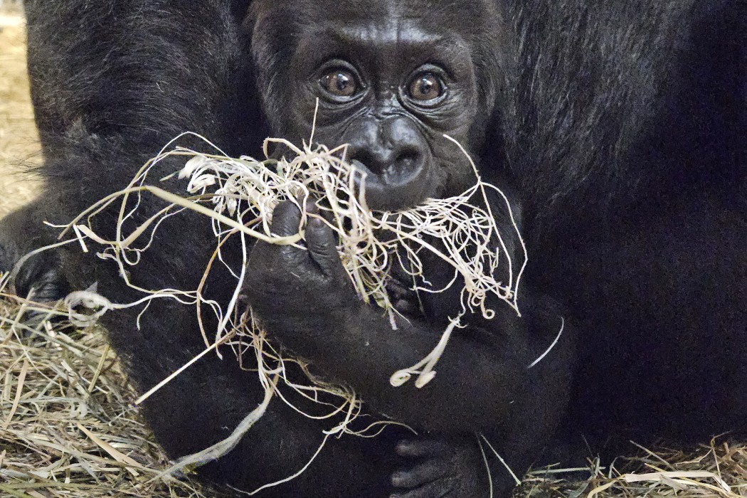 Western lowland gorilla Zahra mouths some hay.