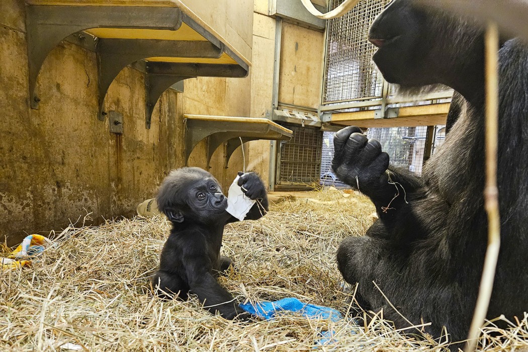 Western lowland gorilla Zahra mouths some enrichment paper left behind by mom Calaya.