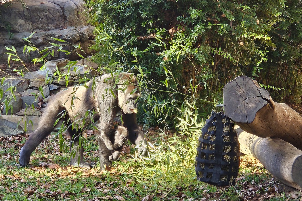 Western lowland gorilla Calaya forages with baby Zahra hanging onto her arm.