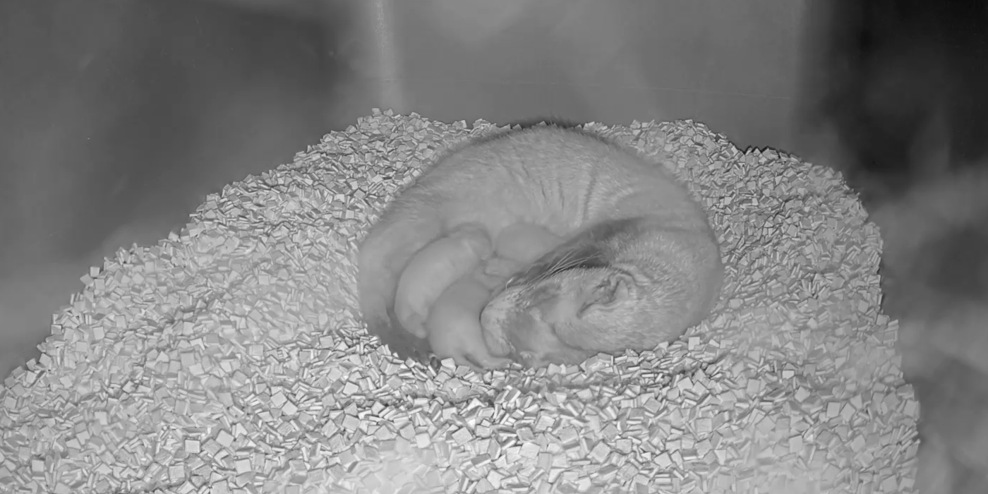 Black-footed ferret mom Hickory cuddles with a litter of tiny kits inside of a nest box.