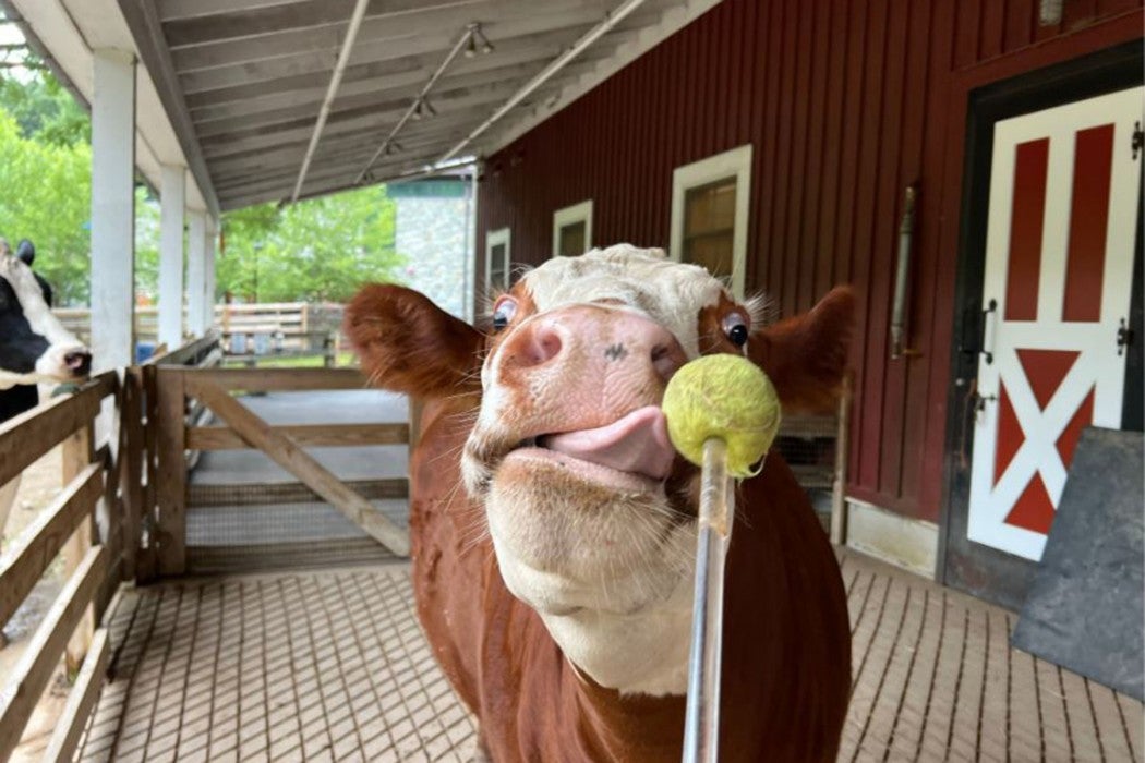 During a training session, Hereford Willow sticks out her tongue to touch a "target", a tennis ball on the end of a dowel.