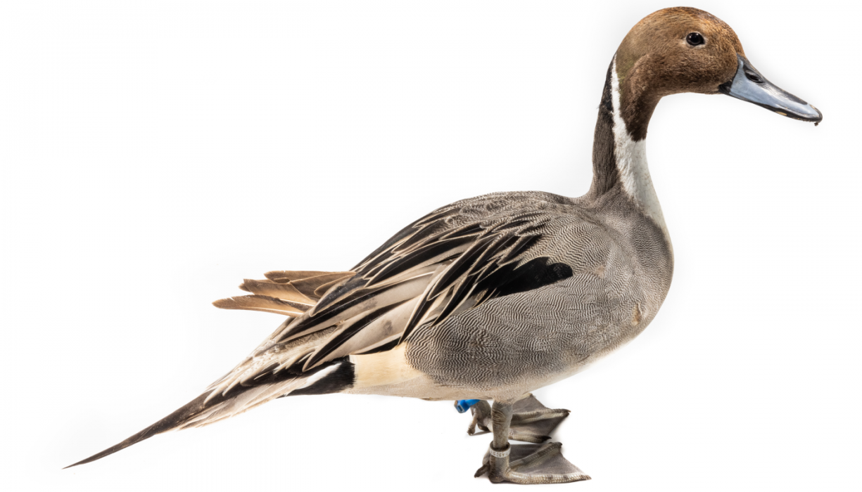 A male Northern pintail stands on a white backdrop.