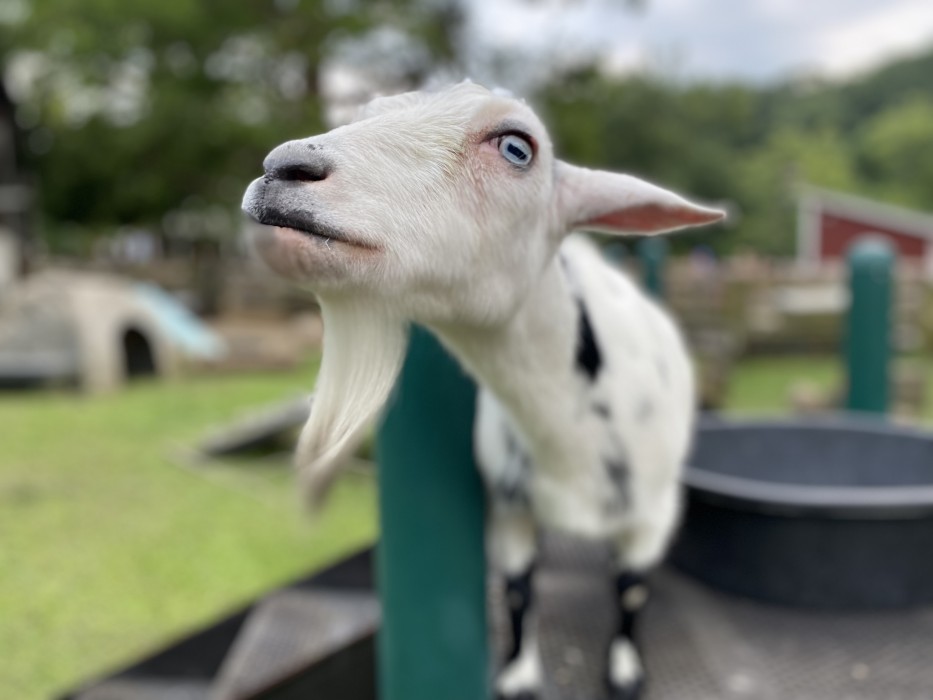 Nigerian dwarf goat Fiesta. 