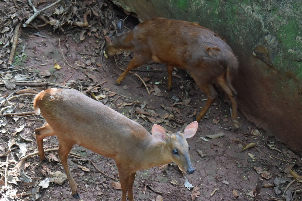 two pigmy brockets stand on a muddy, leafy ground