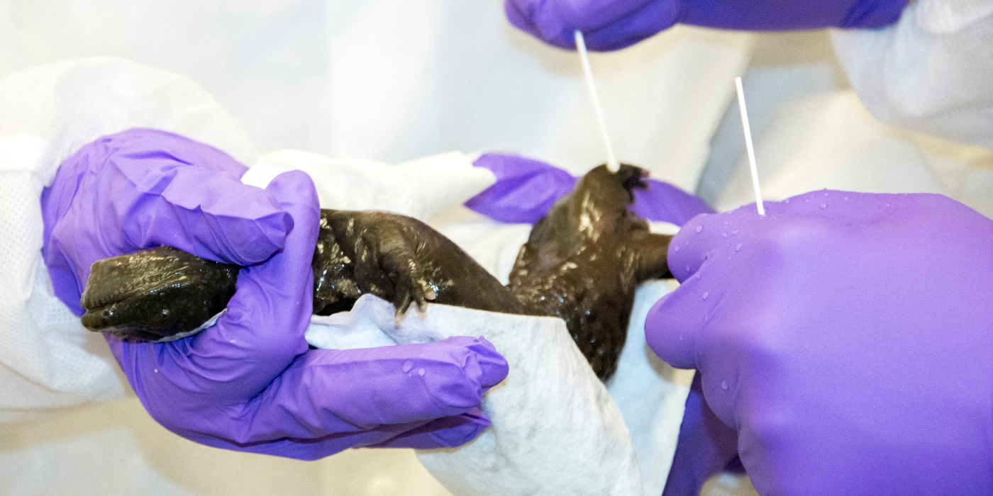 Photo of gloved hands swabbing a captive hellbender's skin.