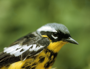 Magnolia Warbler