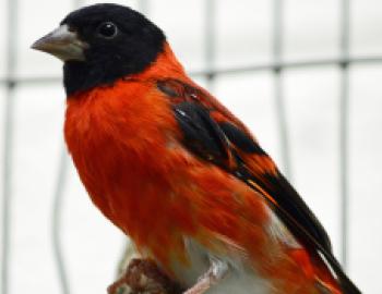 red siskin sitting on a branch