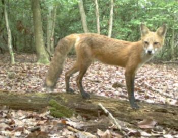 a copper colored fox stands on a log