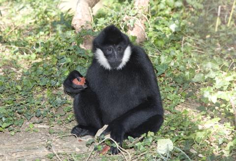 White-cheeked gibbon Sydney in his habitat at Gibbon Ridge. 