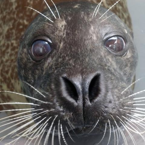 Harbor seal Luke at the American Trail exhibit.