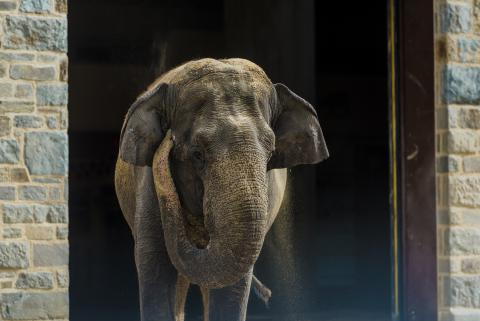 Asian elephant Shanthi stands in front of the door to the Elephant Community Center. Asian elephant Shanthi at the Elephant Trails exhibit.