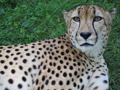 Cheetah Justin (nicknamed "Gat") lays in the grass at the Cheetah Conservation Station.