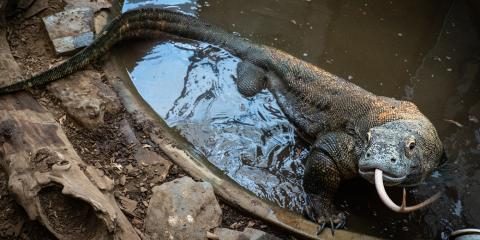 A large lizard, called a Komodo dragon, with a long tail, strong limbs and a long, forked tongue climbs out of murky water