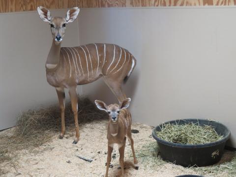Lesser kudu female Rogue with her newborn male calf behind the scenes at the Zoo’s Cheetah Conservation Station. Lesser kudu female Rogue with her newborn male calf behind the scenes at the Zoo’s Cheetah Conservation Station.