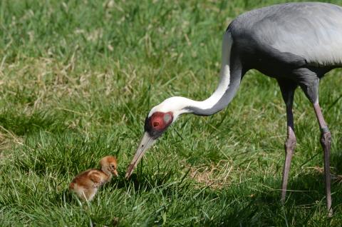 A white-naped crane chick hatched April 2, 2020. She is pictured with her mother, Brenda. 