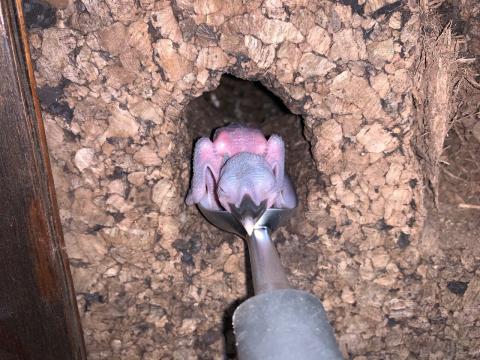 A Guam kingfisher hatched at the Smithsonian Conservation Biology Institute April 21. It is being raised by its parents, Giha and Animu. A Guam kingfisher hatched at the Smithsonian Conservation Biology Institute April 21. It is being raised by its parents, Giha and Animu.