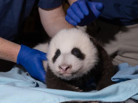 Giant panda cub
