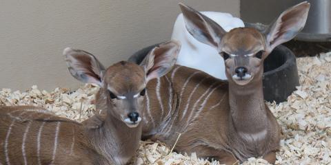 Lesser kudu calves laying down next to each other.