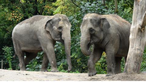 Asian elephants Trong Nhi (left) and Nhi Linh (right) at Rotterdam Zoo.