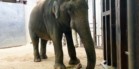 Asian elephant Spike shows off his newly trimmed tusks in the Elephant Barn. 