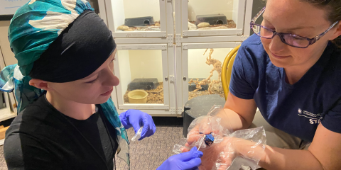 Smithsonian researcher and intern Lindsey Gentry, left, works with a colleague to collect a slime sample from the skin of a mossy frog.