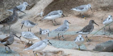 Shorebirds in the Bird House Delaware Bay aviary.