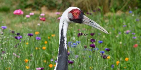 Walnut, a white-naped-crane, strolls through a field of flowers at the NZCBI Front Royal Campus.