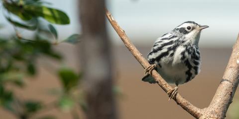 A black-and-white warbler rests on a branch in the Bird House.