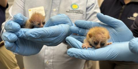 Small Mammal House staff cradle two tiny pygmy slow loris babies in their hands.
